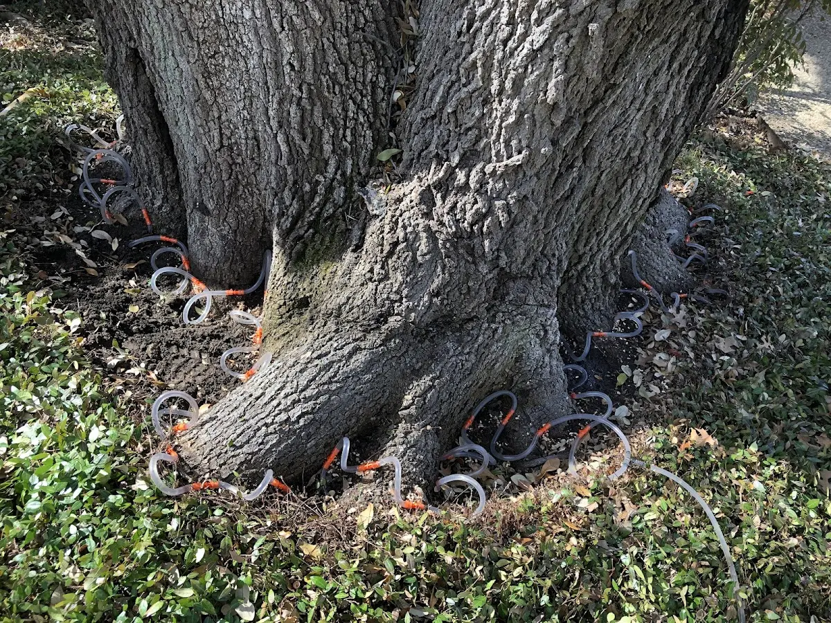 Detailed Tree Cabling and Bracing job site in Elk Creek