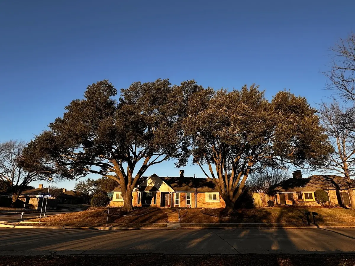 Established residential canopy tree shading a home in Elk Creek