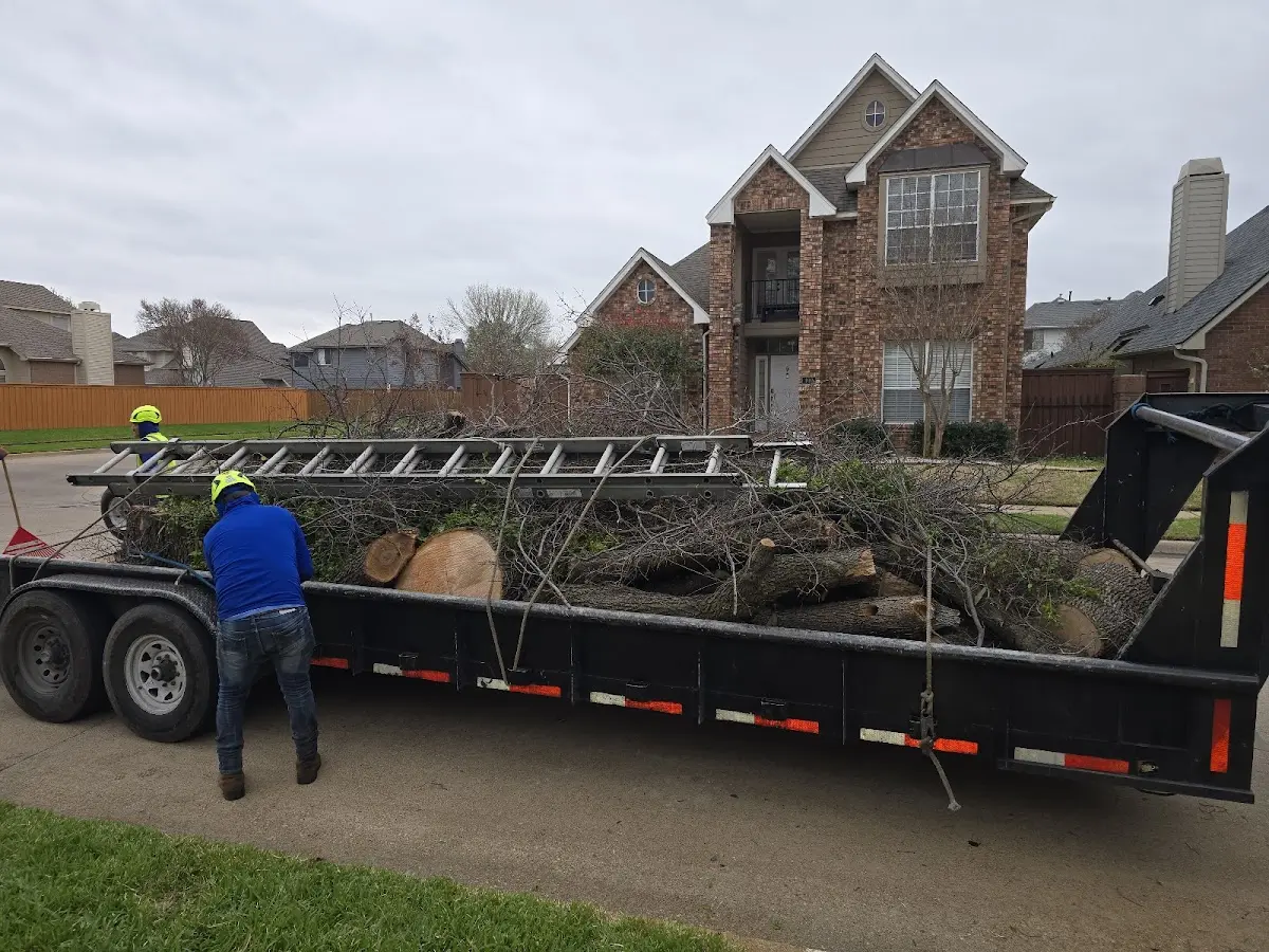 Expert Tree Removal with proper safety equipment in Elk Creek